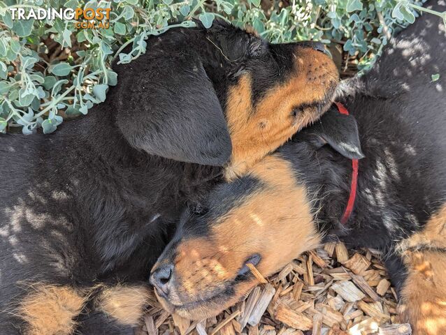 Rottweiler Puppies