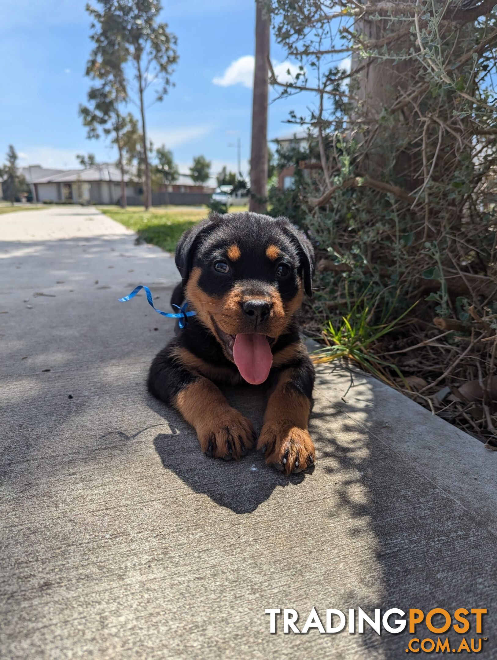 Rottweiler Puppies