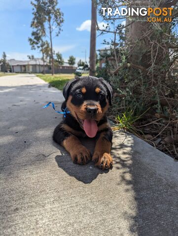 Rottweiler Puppies