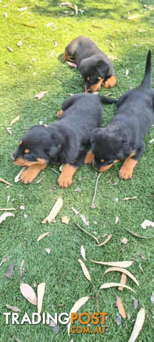 Rottweiler Puppies