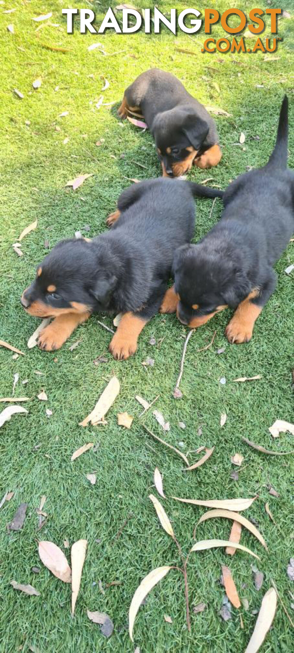 Rottweiler Puppies