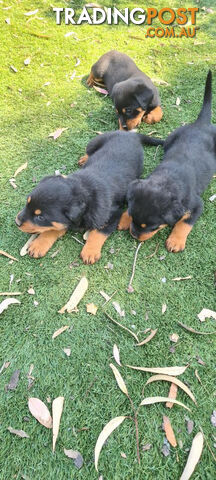 Rottweiler Puppies