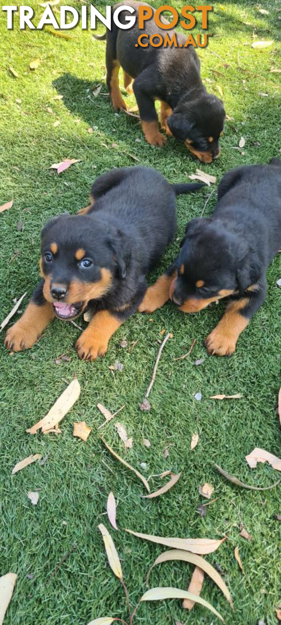 Rottweiler Puppies