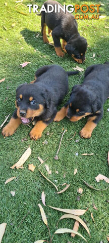 Rottweiler Puppies