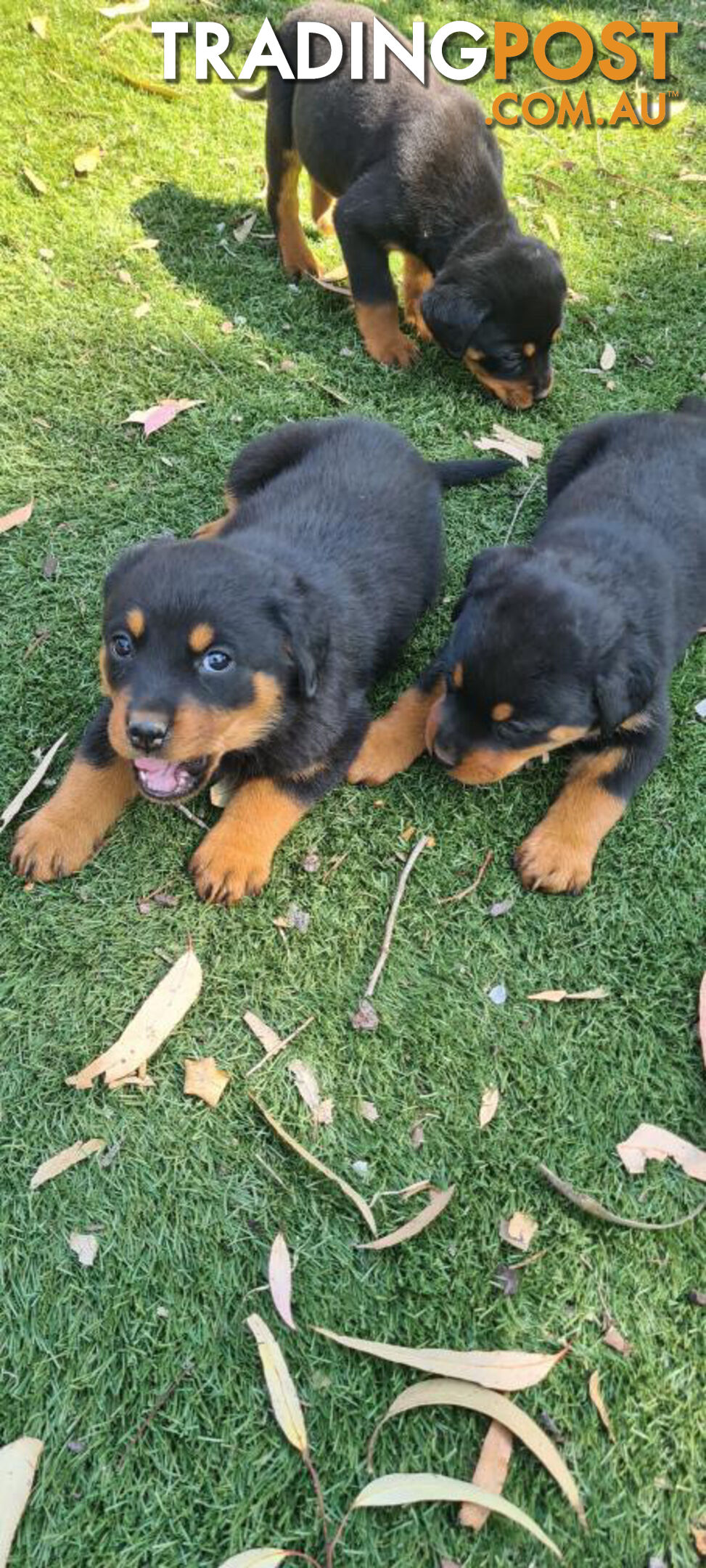 Rottweiler Puppies