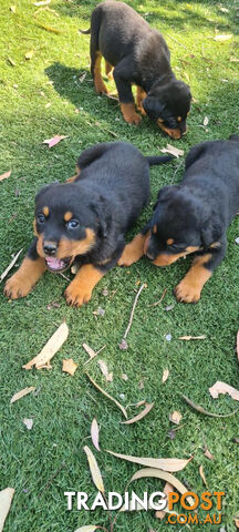 Rottweiler Puppies