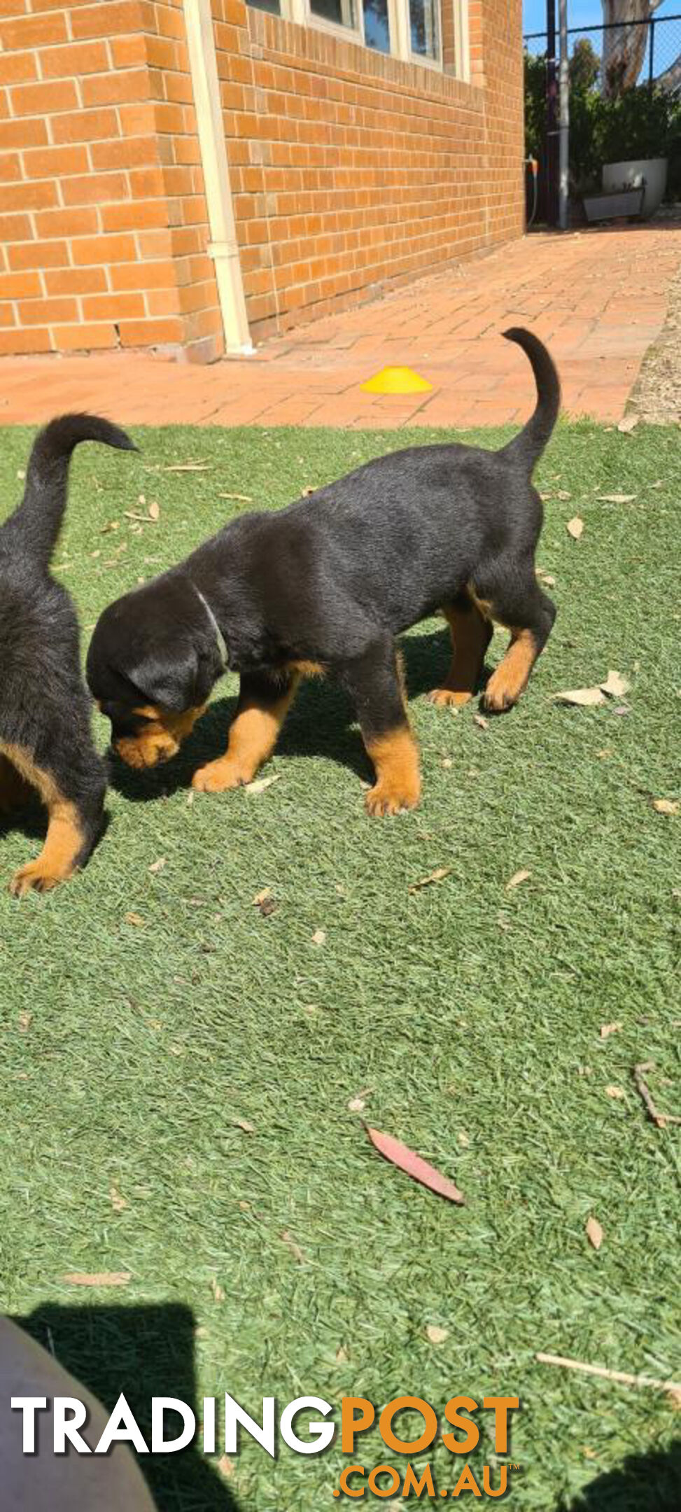 Rottweiler Puppies