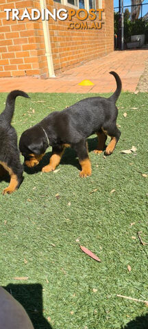 Rottweiler Puppies