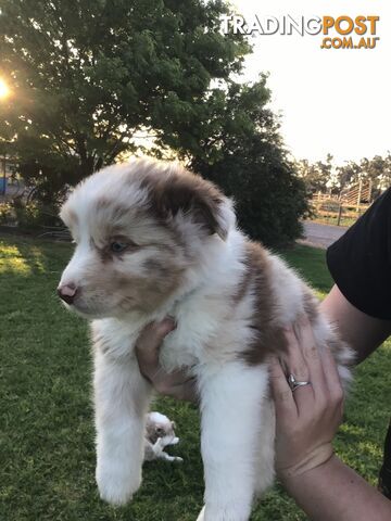 Border collie pups