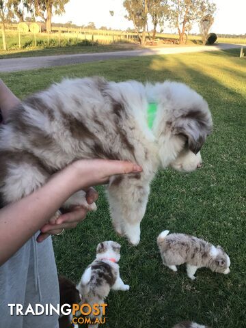 Border collie pups