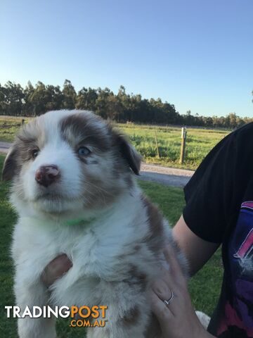 Border collie pups