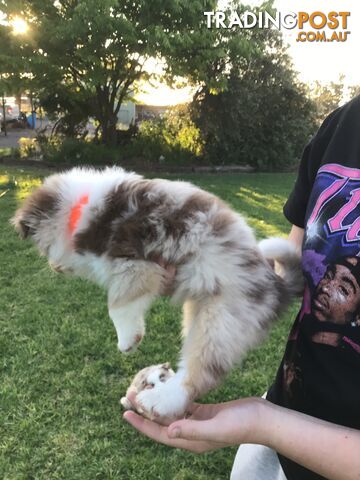 Border collie pups