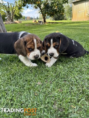 Purebred Beagle Puppies