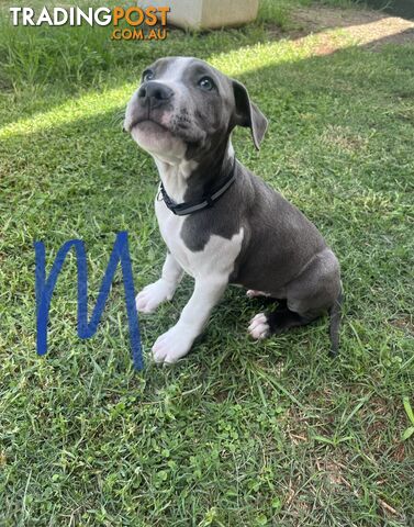 American Staffy Pups Purebred Amstaff Blue White 1200 Each