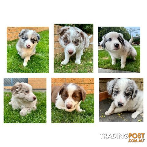 Border collie puppies PRICE HAS DROPPED TO $2,500