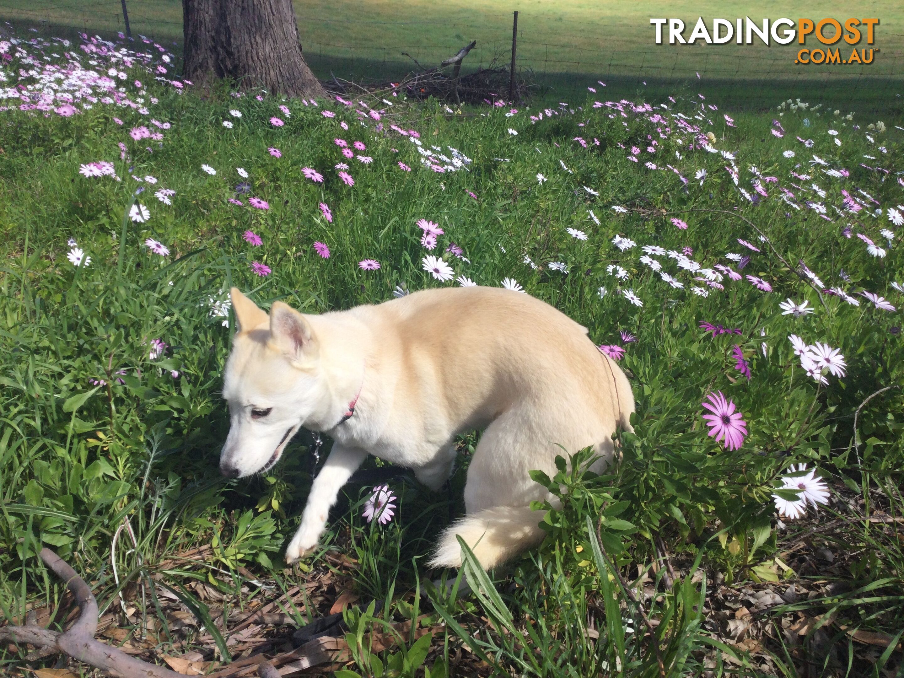 Gorgeous Female Siberian Husky