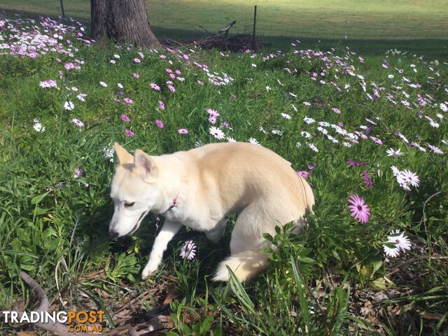 Gorgeous Female Siberian Husky