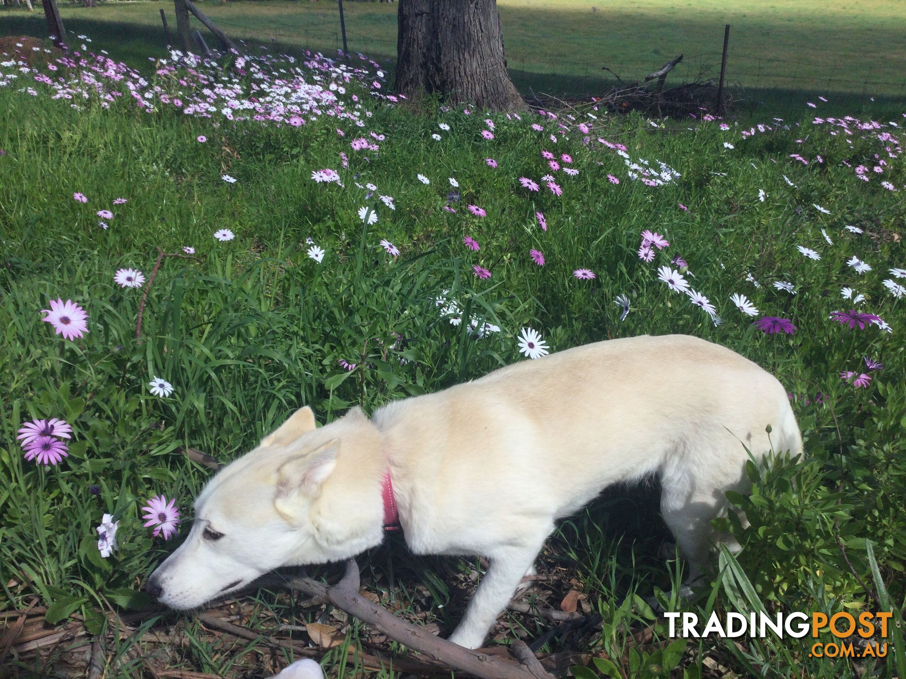 Gorgeous Female Siberian Husky