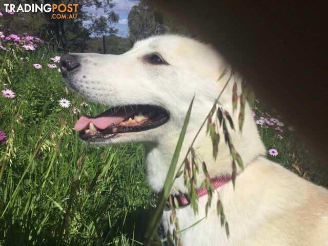 Gorgeous Female Siberian Husky