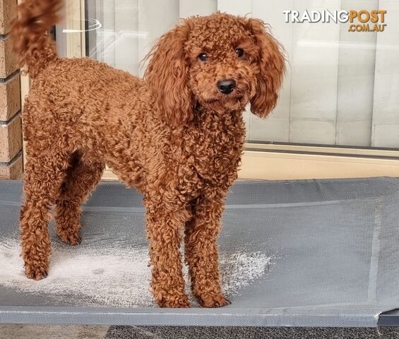 Red Miniature/ Toy Poodle STUD service- Not for sale