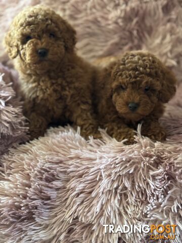 purebred  female toy poodle puppies