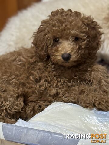 purebred toy female  poodle puppy