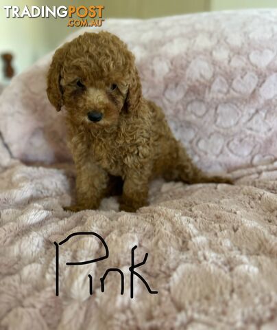 Small Miniature poodle puppies