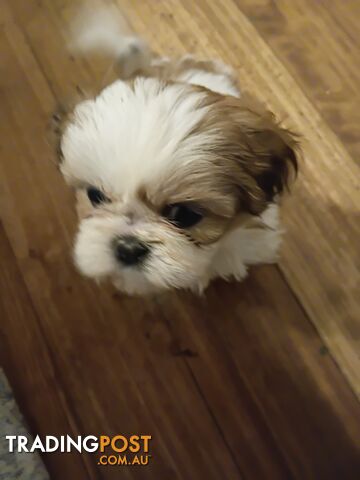 Shihtzu pure breed