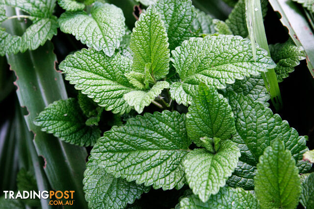 Peppermint Essential Oil - MPN: 1244-ALL