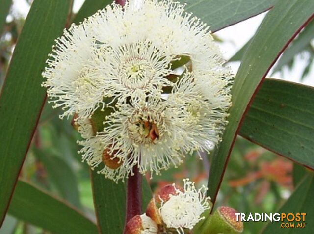 Eucalyptus Blue Gum Essential Oil - MPN: 1242-ALL