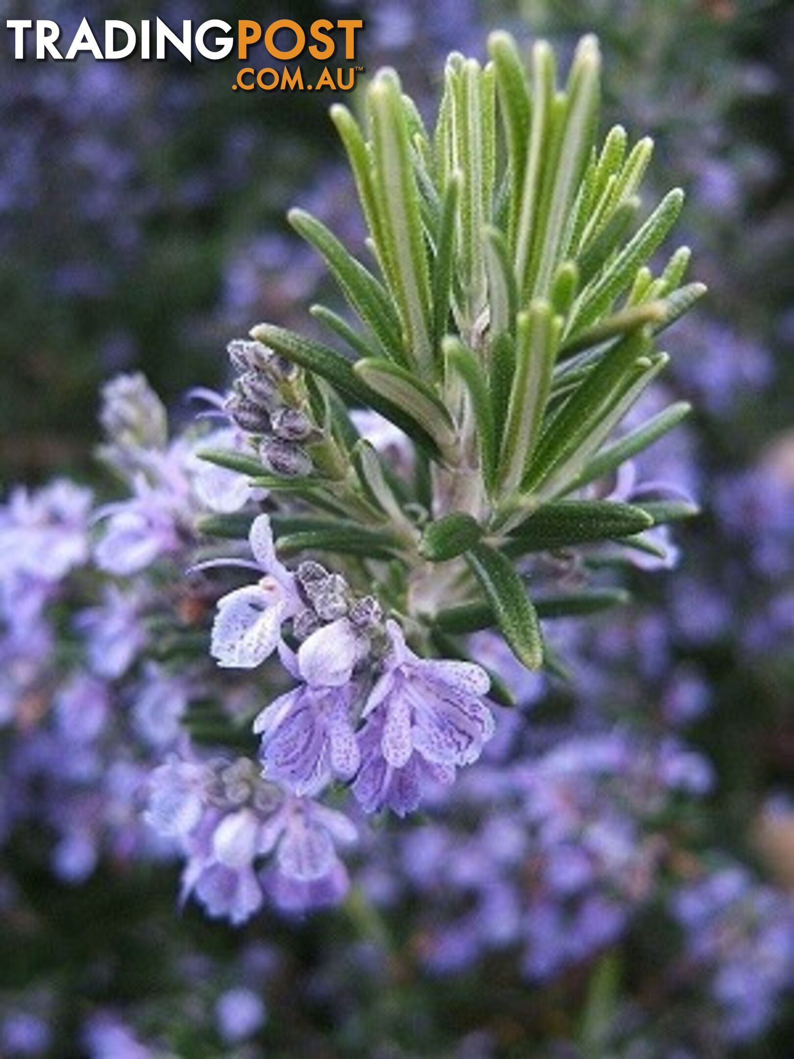 Rosemary Essential Oil - MPN: 1243-ALL