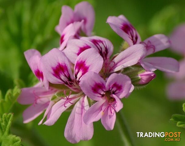 Rose Geranium Essential Oil - MPN: 1246-ALL