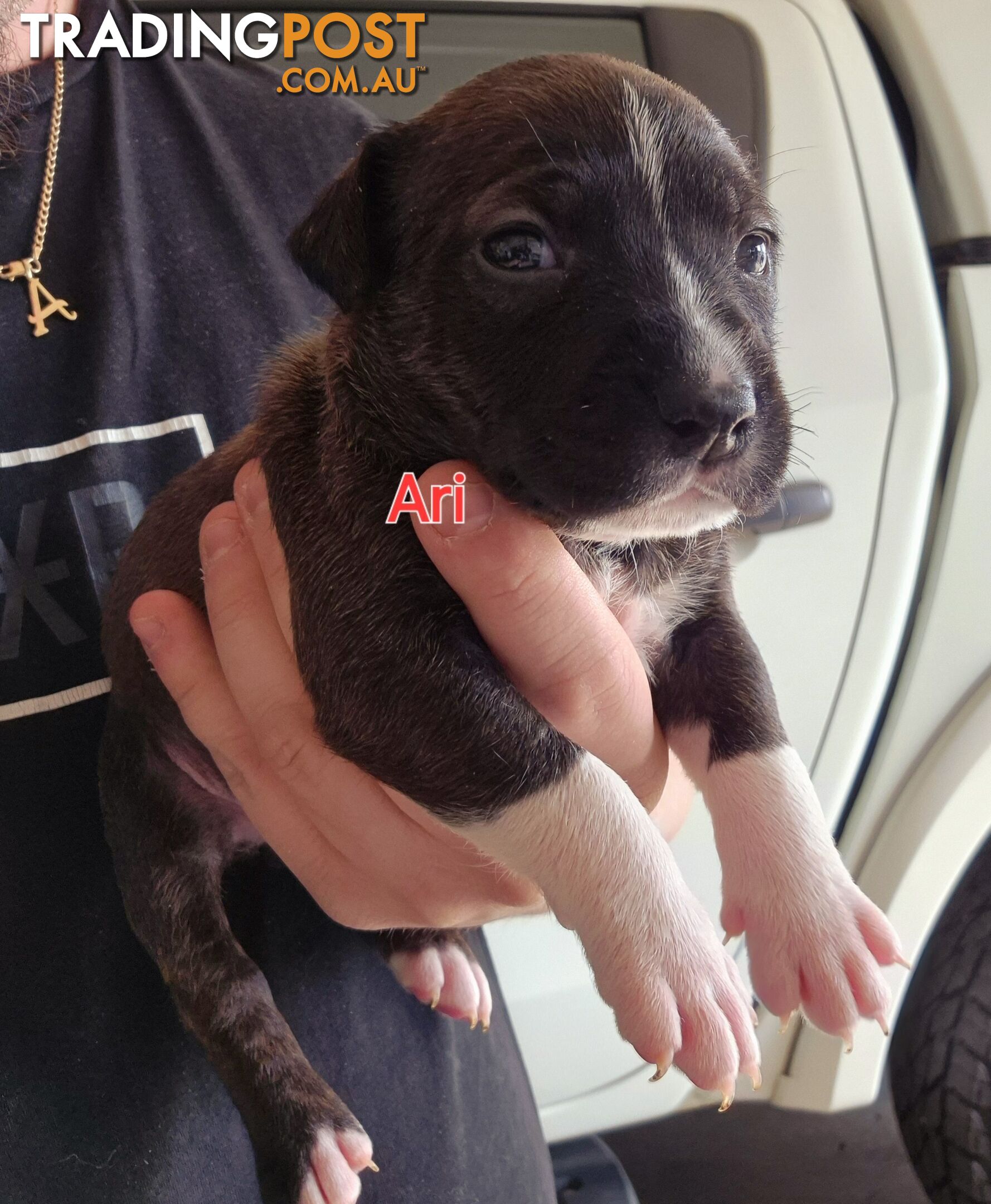 English Bull Terrier X English Blue Staffy Puppies