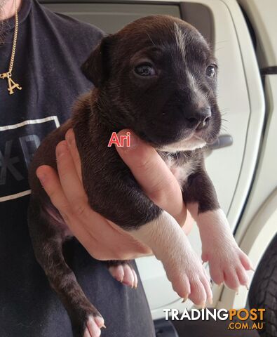 English Bull Terrier X English Blue Staffy Puppies