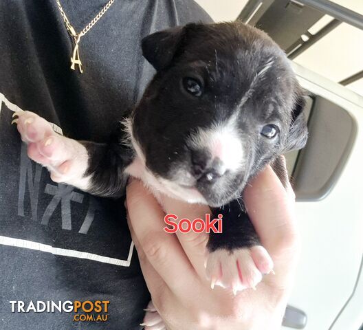 English Bull Terrier X English Blue Staffy Puppies