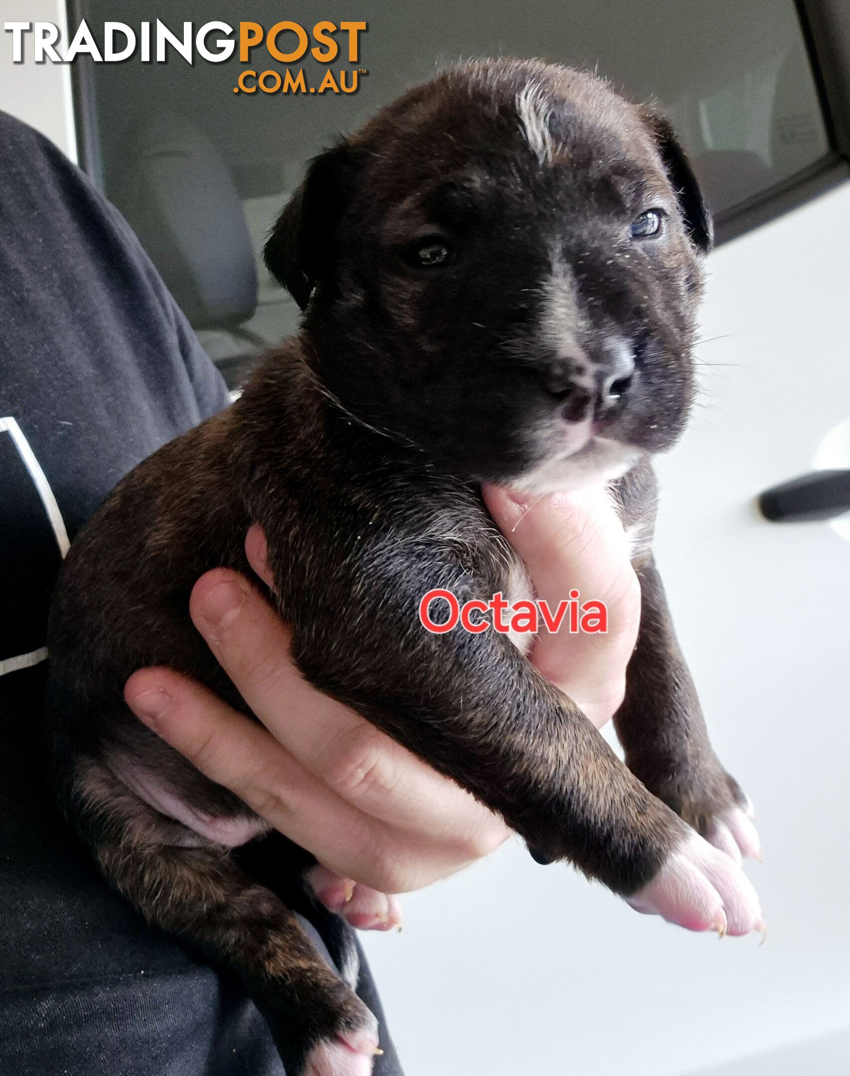 English Bull Terrier X English Blue Staffy Puppies