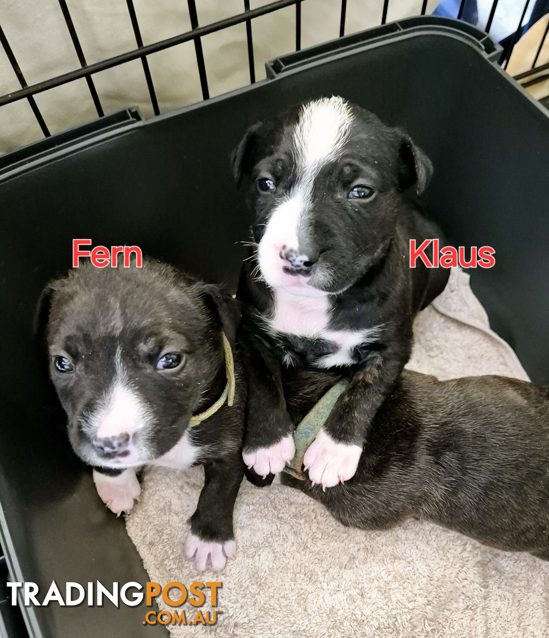 English Bull Terrier X English Blue Staffy Puppies