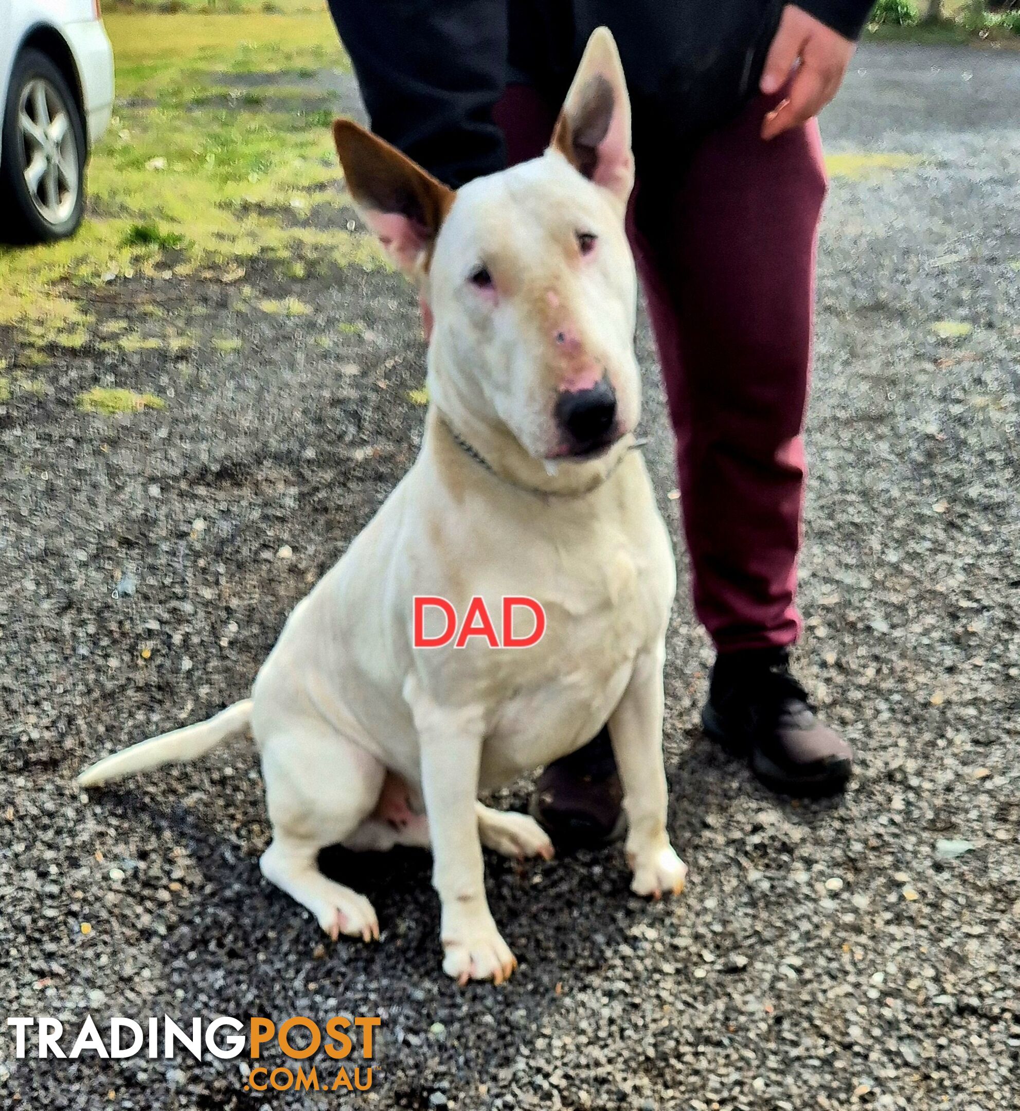 English Bull Terrier X English Blue Staffy Puppies