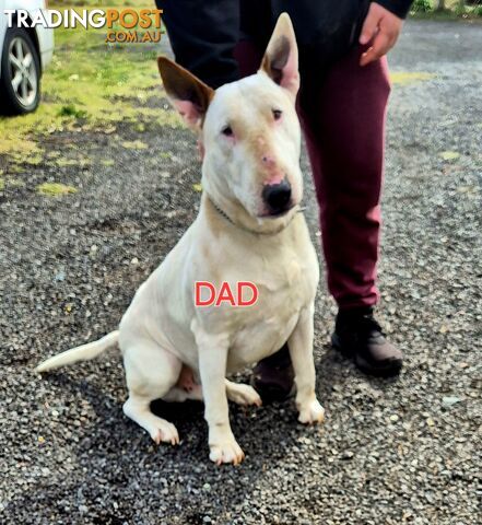 English Bull Terrier X English Blue Staffy Puppies