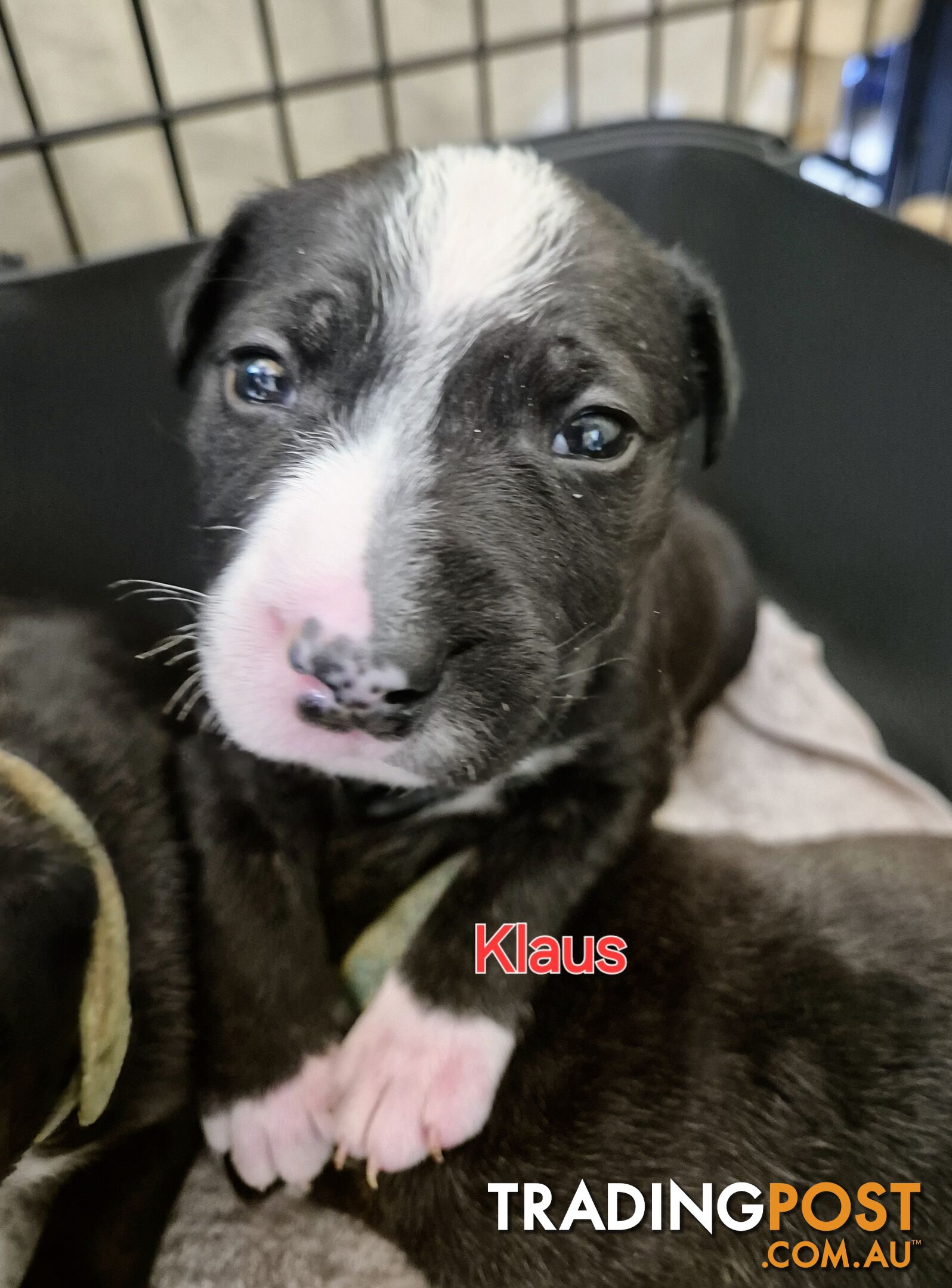 English Bull Terrier X English Blue Staffy Puppies