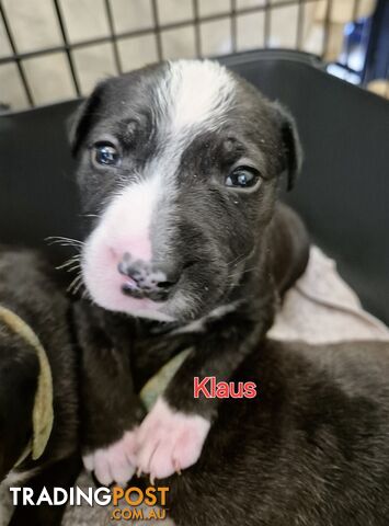 English Bull Terrier X English Blue Staffy Puppies