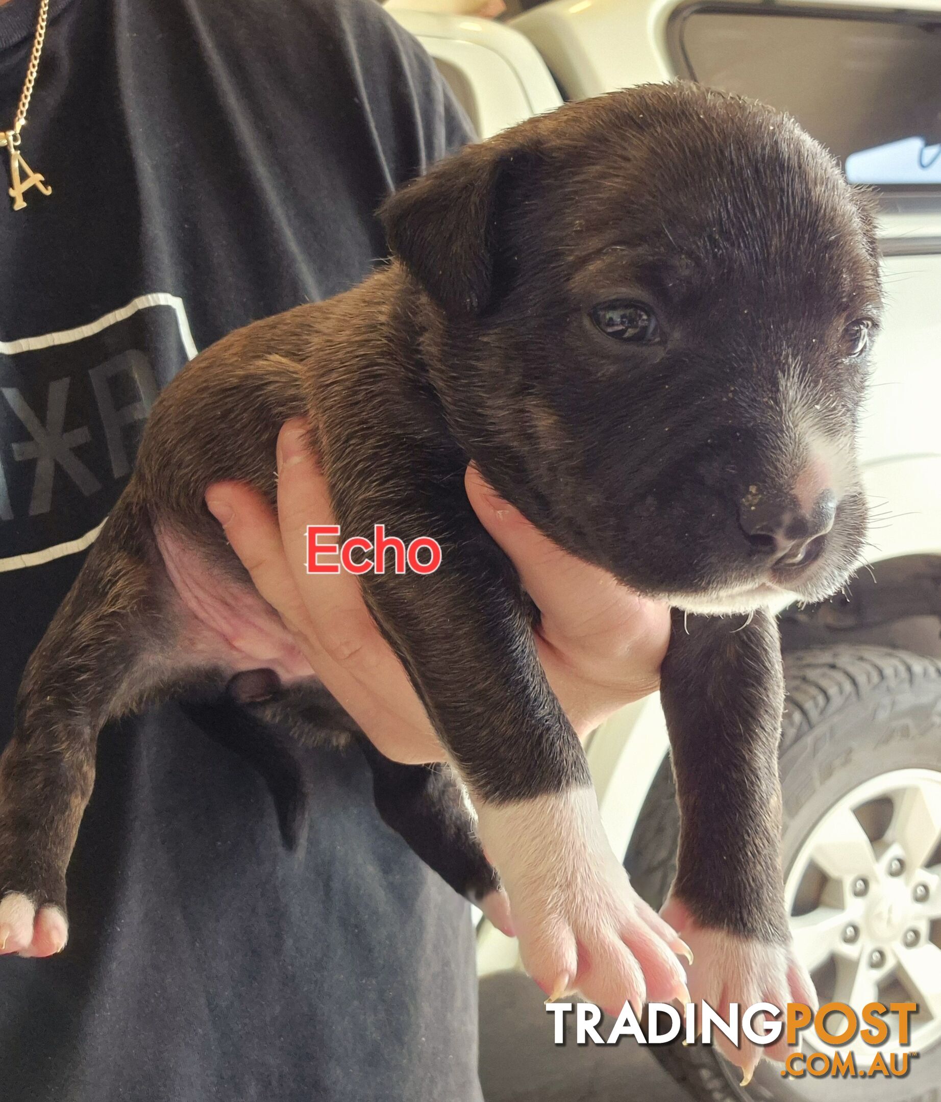 English Bull Terrier X English Blue Staffy Puppies