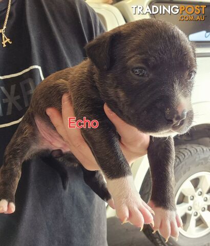 English Bull Terrier X English Blue Staffy Puppies