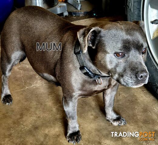 English Bull Terrier X English Blue Staffy Puppies