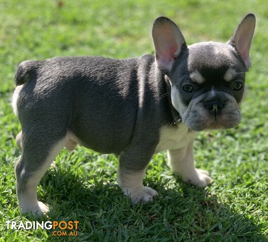 Purebred Pedigree French Bulldogs