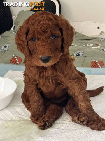 Only 2 left!! Purebred Standard Poodle puppies [RUBY Rare Red]