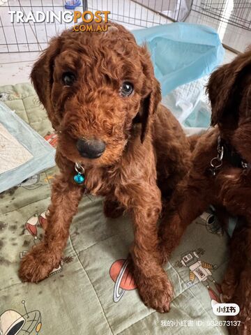 Only 2 left!! Purebred Standard Poodle puppies [Chocolate Red]