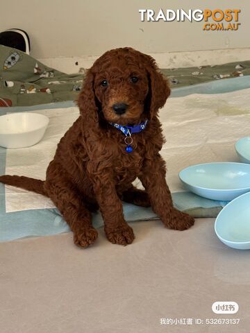 Only 2 left!! Purebred Standard Poodle puppies [Chocolate Red]