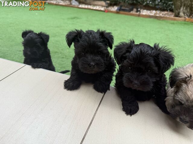 Schnoodles puppies looking for forever home