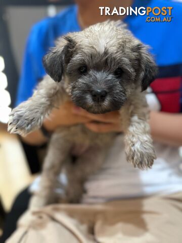 Schnoodles puppies looking for forever home